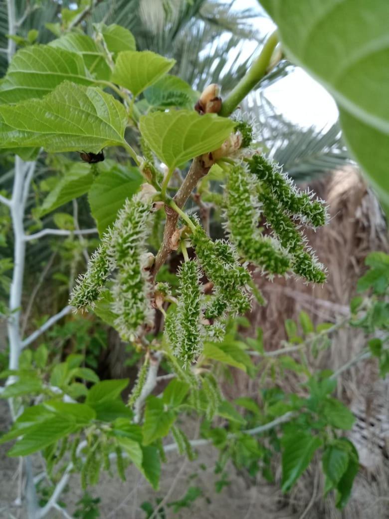 Wafla Βίλα Siwa Oasis Εξωτερικό φωτογραφία