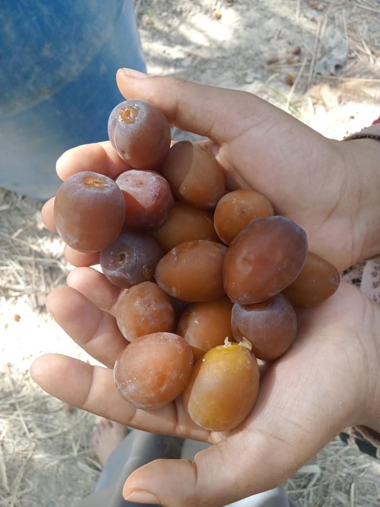 Wafla Βίλα Siwa Oasis Εξωτερικό φωτογραφία