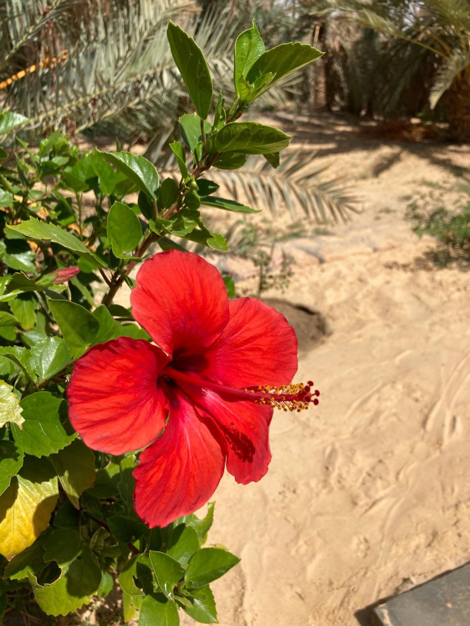 Wafla Βίλα Siwa Oasis Εξωτερικό φωτογραφία