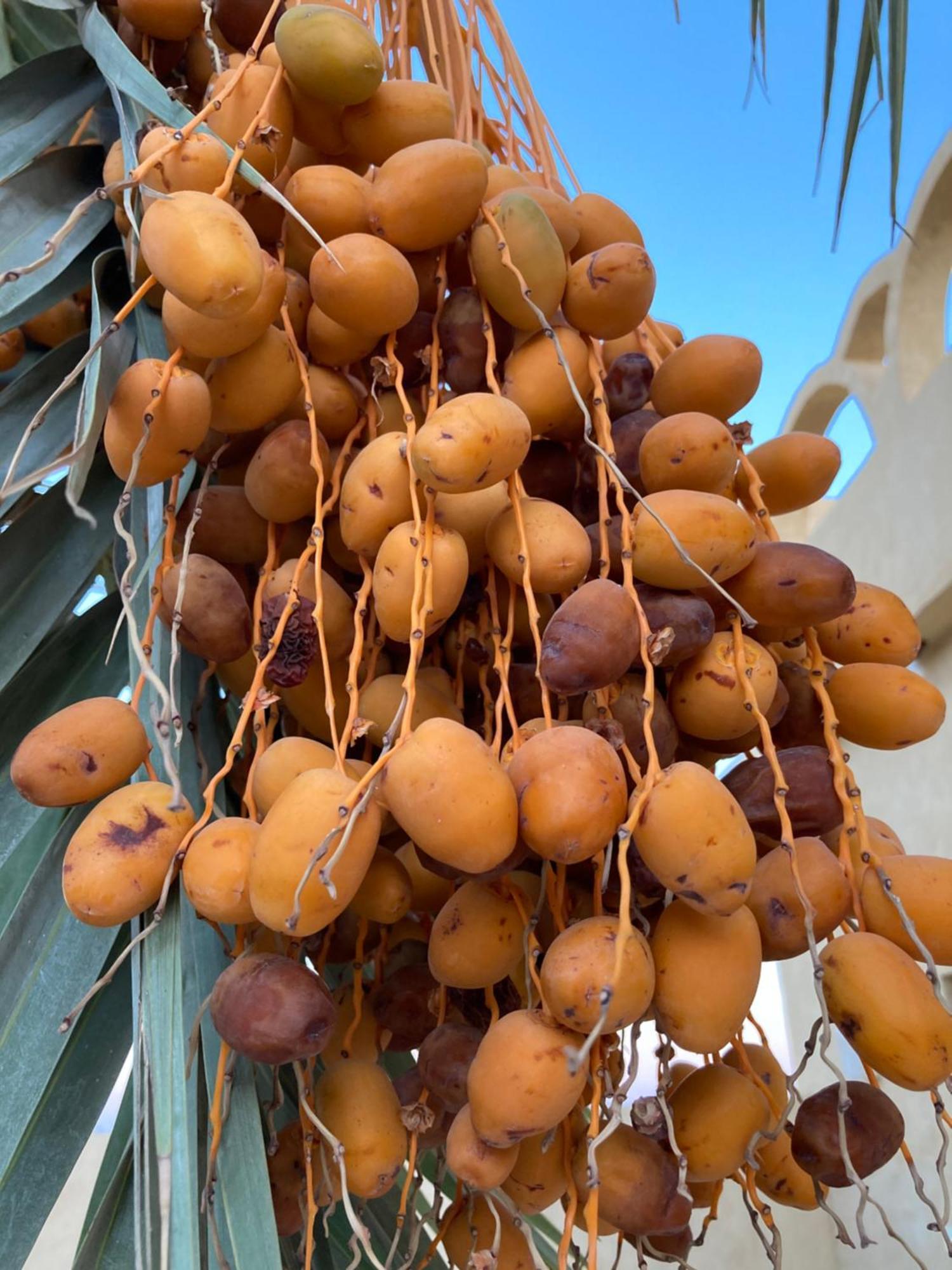 Wafla Βίλα Siwa Oasis Εξωτερικό φωτογραφία