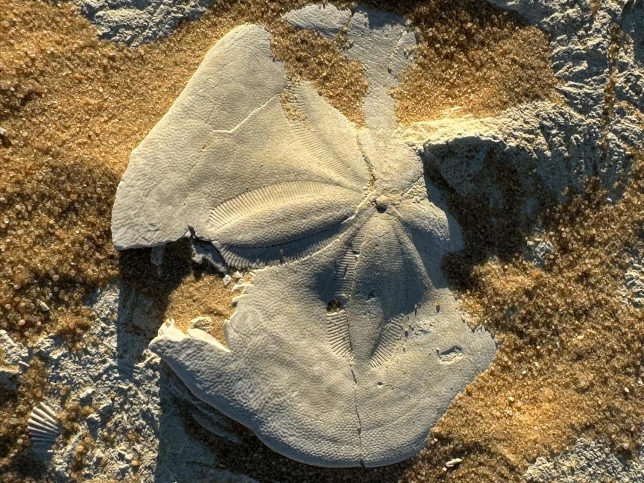 Wafla Βίλα Siwa Oasis Εξωτερικό φωτογραφία